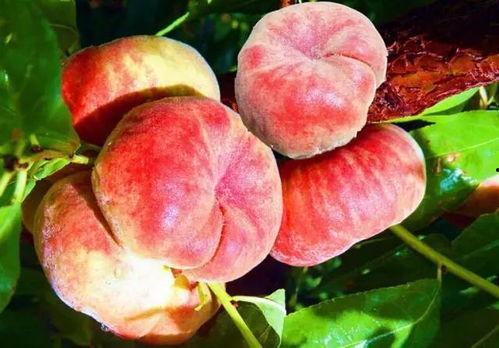 我拿蟠桃报母恩,传承母爱的传奇故事