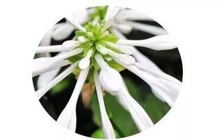 玉簪斜挽云鬓碎,古典美人的绝代风华